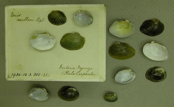 specimen
