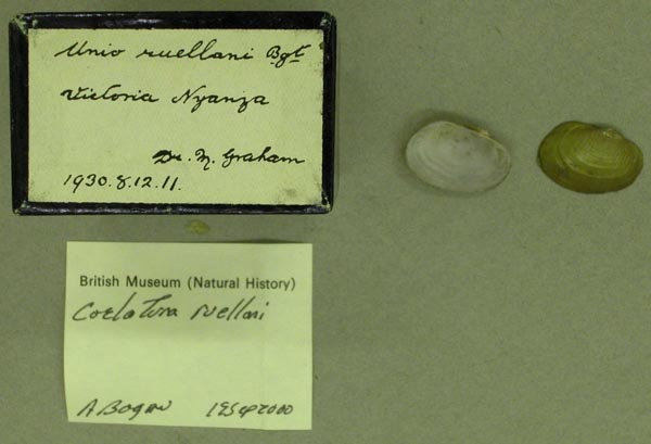 specimen