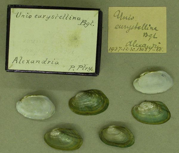 specimen