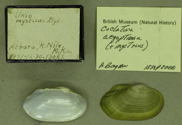 specimen