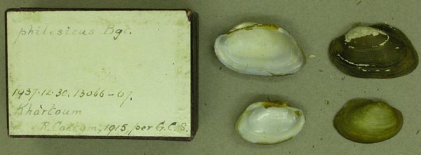 specimen