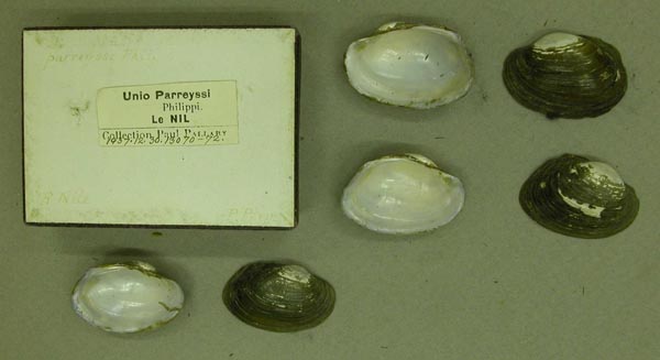 specimen