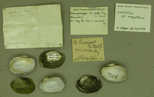 specimen
