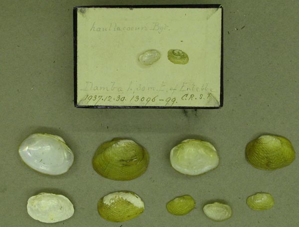 specimen