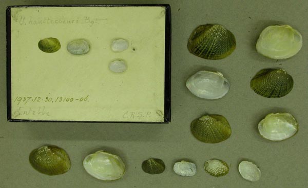 specimen