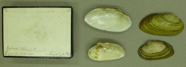 specimen