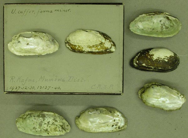 specimen