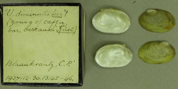 specimen