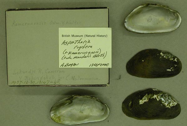specimen