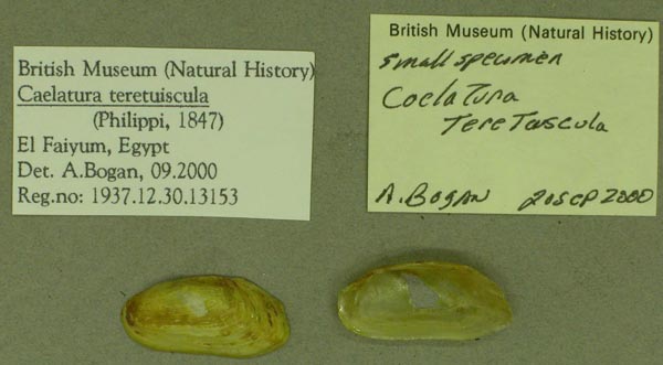 specimen