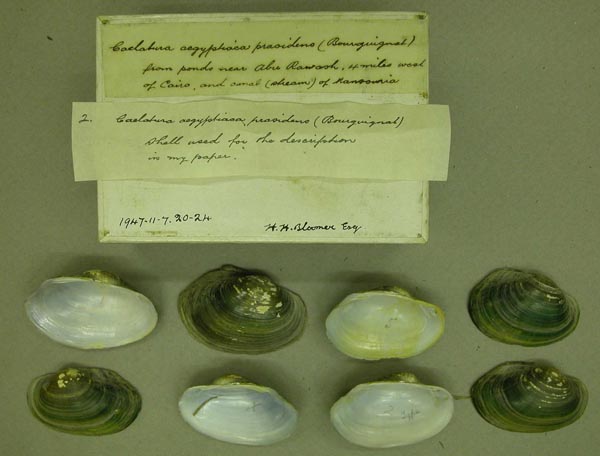 specimen
