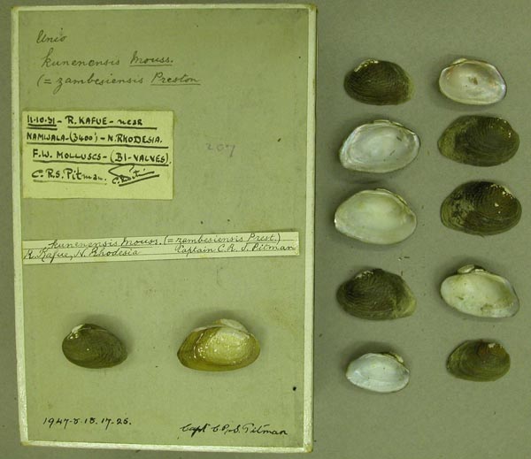 specimen