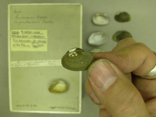 specimen