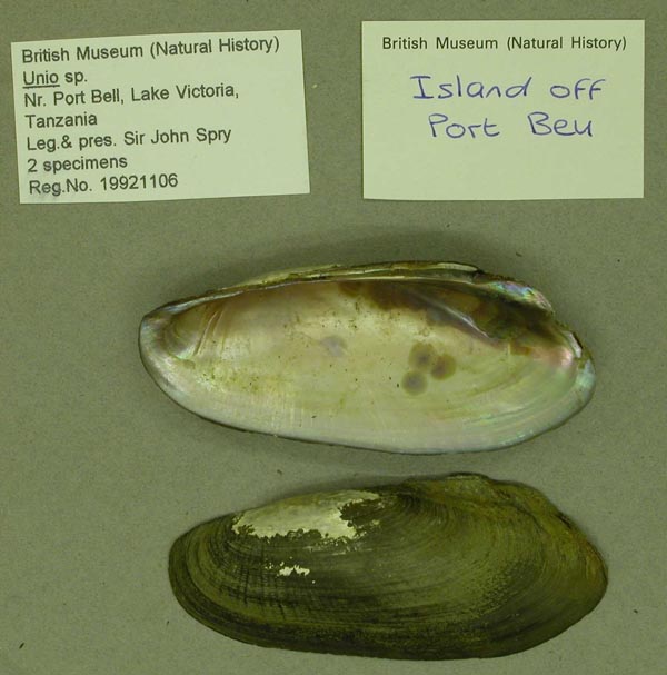 specimen