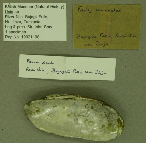 specimen