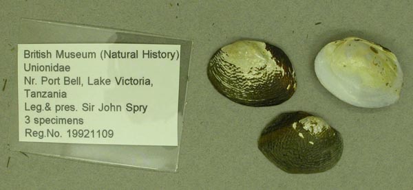 specimen