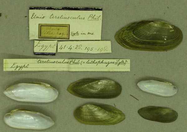 specimen