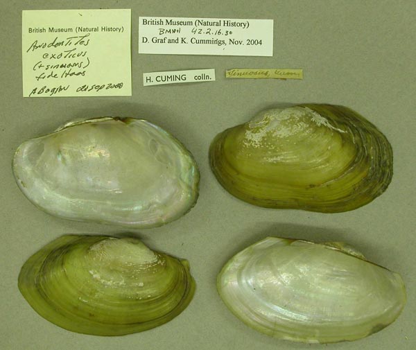 specimen