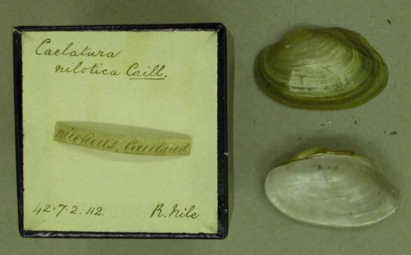 specimen