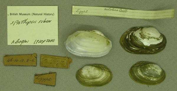 specimen