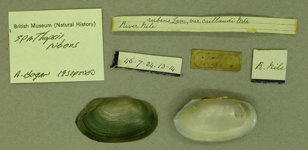 specimen