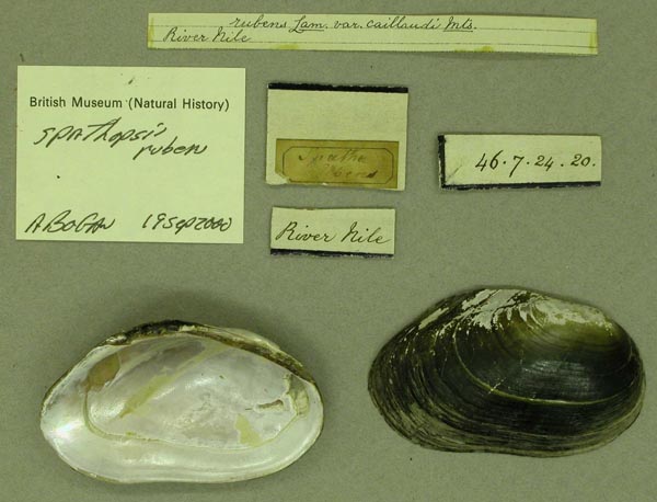 specimen