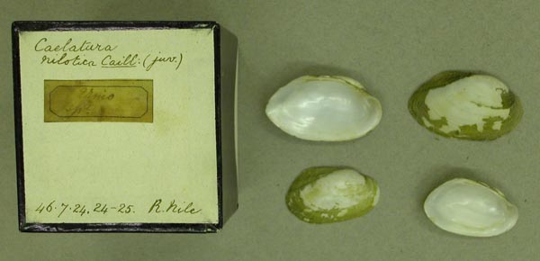 specimen
