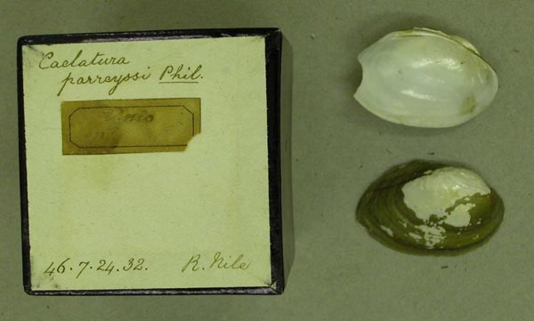 specimen