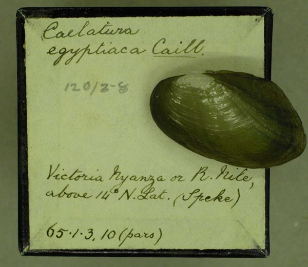 specimen