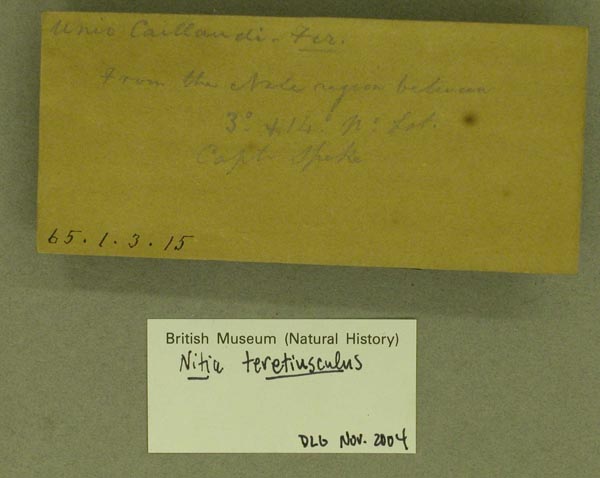 specimen