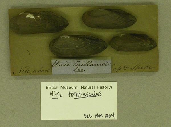 specimen