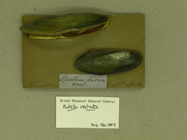 specimen