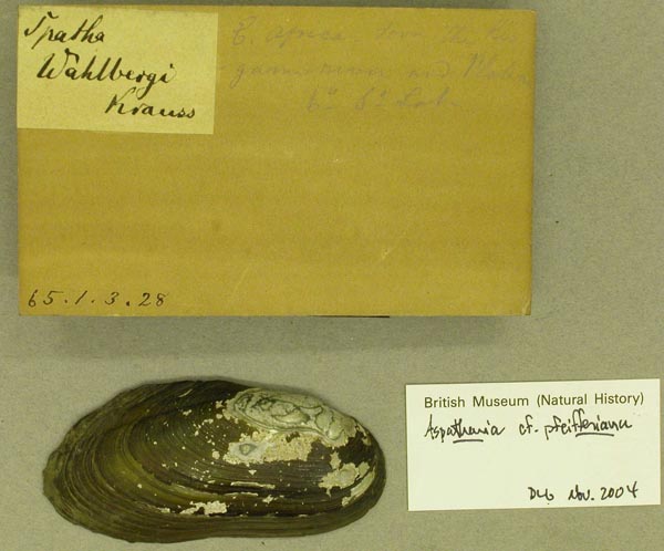 specimen