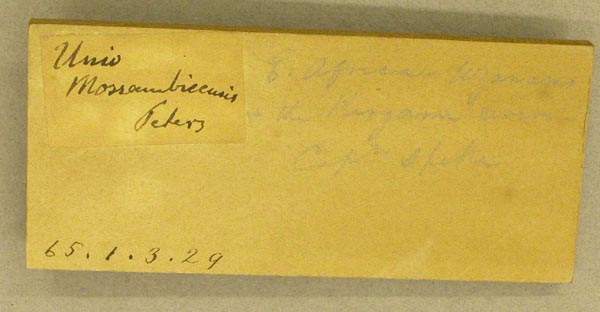 image of lot BMNH_65-1-3-29 image of lot BMNH_65-1-3-29