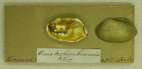 image of lot BMNH_65-1-3-29 image of lot BMNH_65-1-3-29