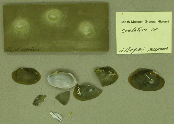 specimen