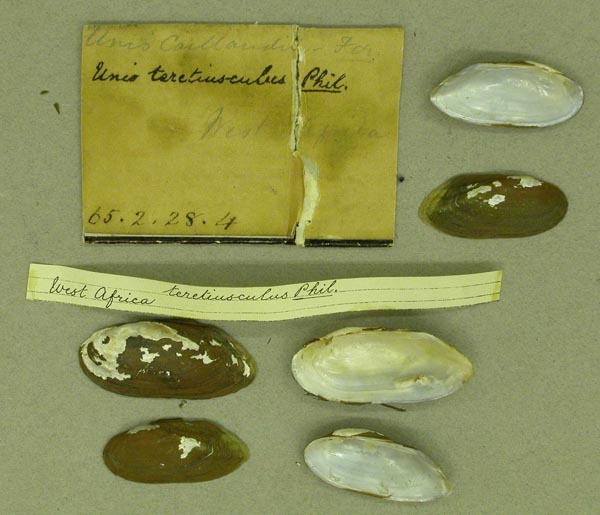 specimen