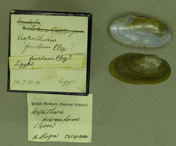 specimen