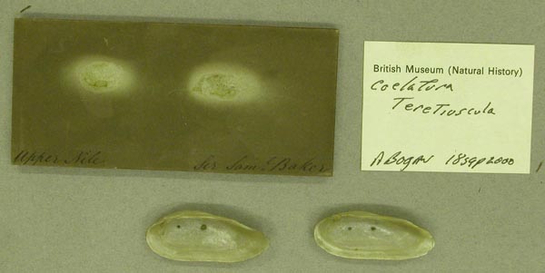 specimen