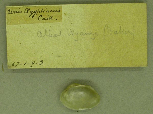 specimen