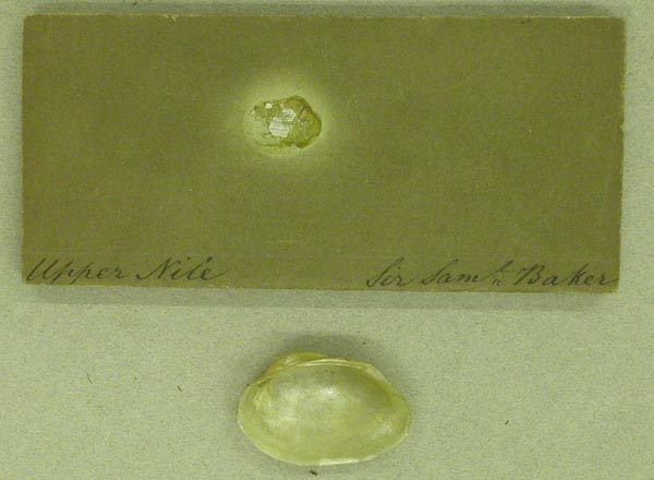 specimen