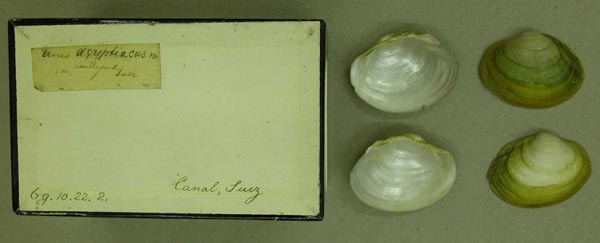 specimen
