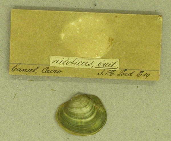 specimen