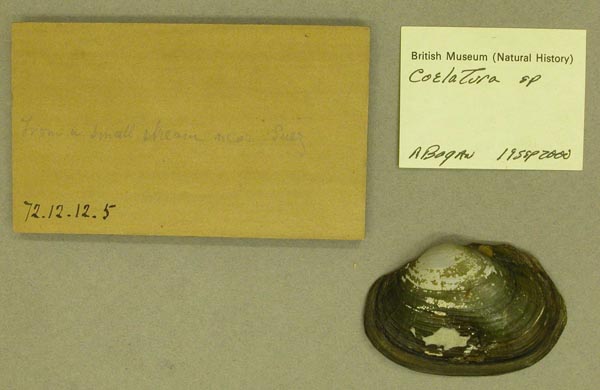 specimen