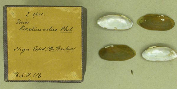 specimen