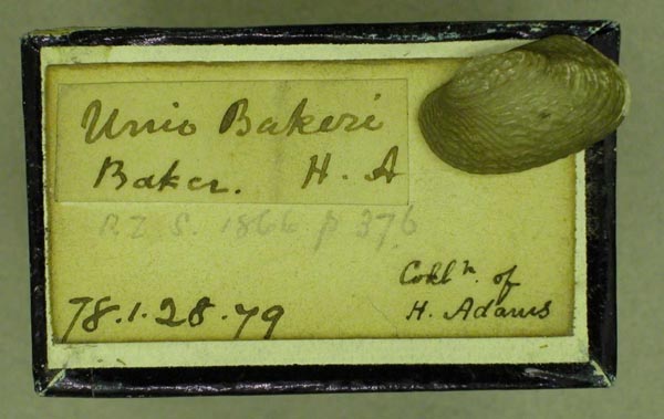 specimen