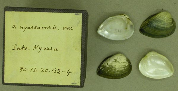 specimen