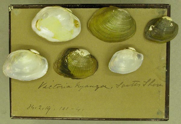 specimen