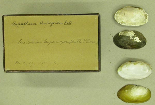 specimen