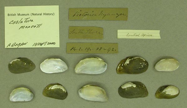 specimen